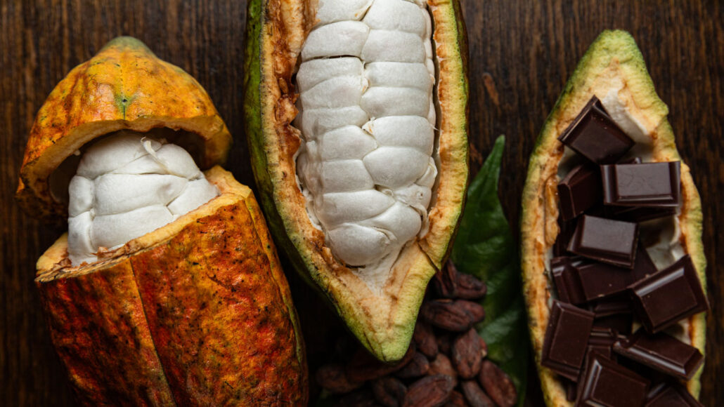 Three cocoa pods. The first has a ripe orange yellow pod. The top third has been cut and sits like a cap on top of white pulp that surrounds the unfermented beans inside. The second green pod in the middle has been split lengthwise displaying white pulp-shrouded beans before yeast and bacteria ferment the beans to produce fine chocolate flavors. The third appears to be the empty half of the second pod filled with shiny, dark squares of chocolate.