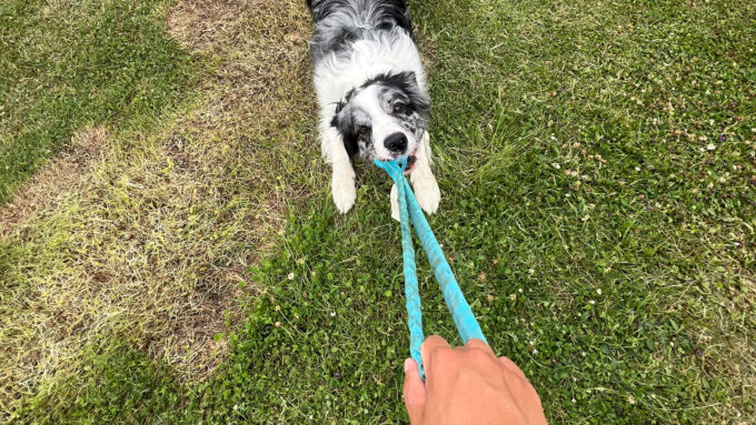 A gray and white dog plays tug of war with a blue rope toy.