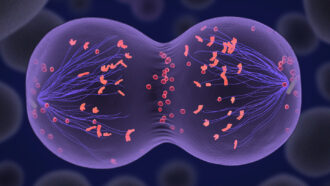 An artist rendering of a translucent purple cell with bright orange chromosomes going through meiosis.