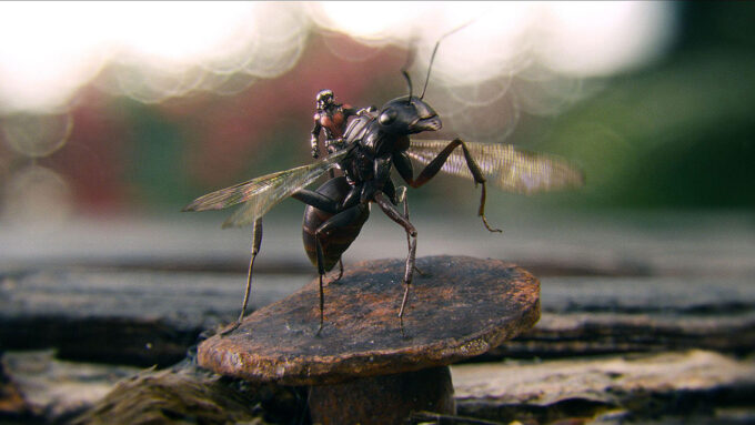 A tiny Ant-Man rides a black carpenter ant with wings.