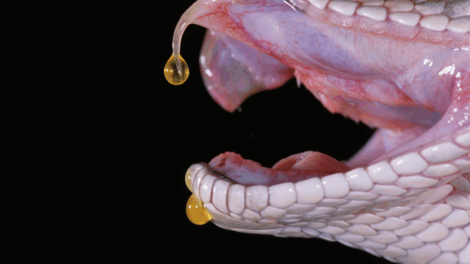 a closeup of a snake's mouth shows a drop of venom dangling from its fang