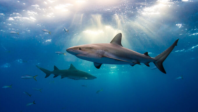 Caribbean reef sharks swim just under the surface of the ocean, sunlight beams through the water surface illuminating two sharks and a small school of fish