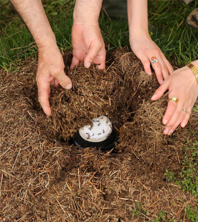 The photo shows four hands from two people filling a hole with straw-filled dirt. Inside the hole, which is part of an anthill, is a jar of milk for making yogurt. The jar is covered with white cheese cloth that ants are crawling on.