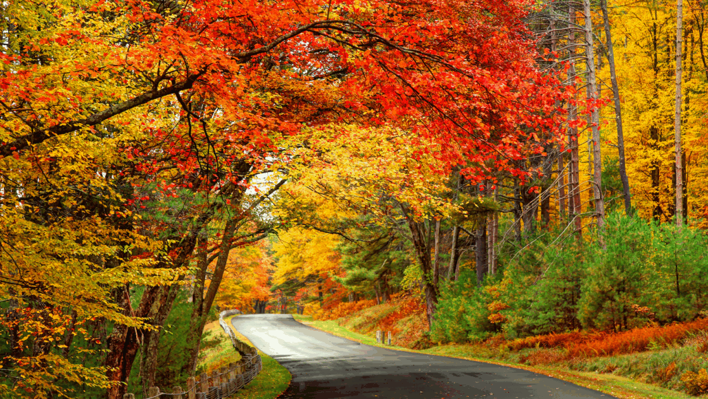 colorful autumn leaves in red, orange, yellow and green arch over a curving road