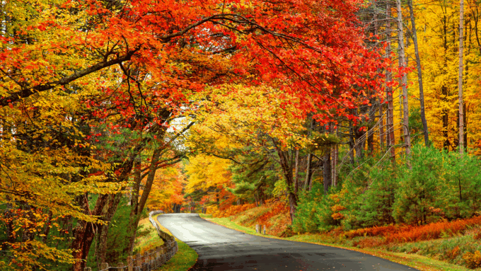 colorful autumn leaves in red, orange, yellow and green arch over a curving road