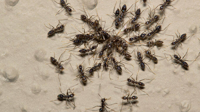 a team of longhorn crazy ants pulling prey back to a nest