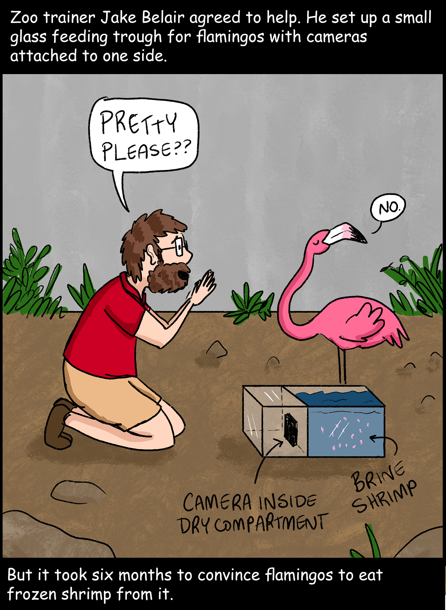 Panel 3: Text (above image): Zoo trainer Jake Belair agreed to help. He set up a small glass feeding trough for flamingos with cameras attached to one side. Image: Inside a flamingo enclosure, a flamingo stands in front of a glass container. The right side of the glass container is filled with water and shrimp. The left side of the container holds a camera pointed at the right side. A man in a red shirt and khaki shorts crouches down on his knees with his hands together in front of the flamingo. The man, who wants the flamingo to eat from the trough, is saying, “Pretty please??” But the flamingo is turning its head away and saying, “No.” Text (below image): But it took six months to convince flamingos to eat frozen shrimp from it. 