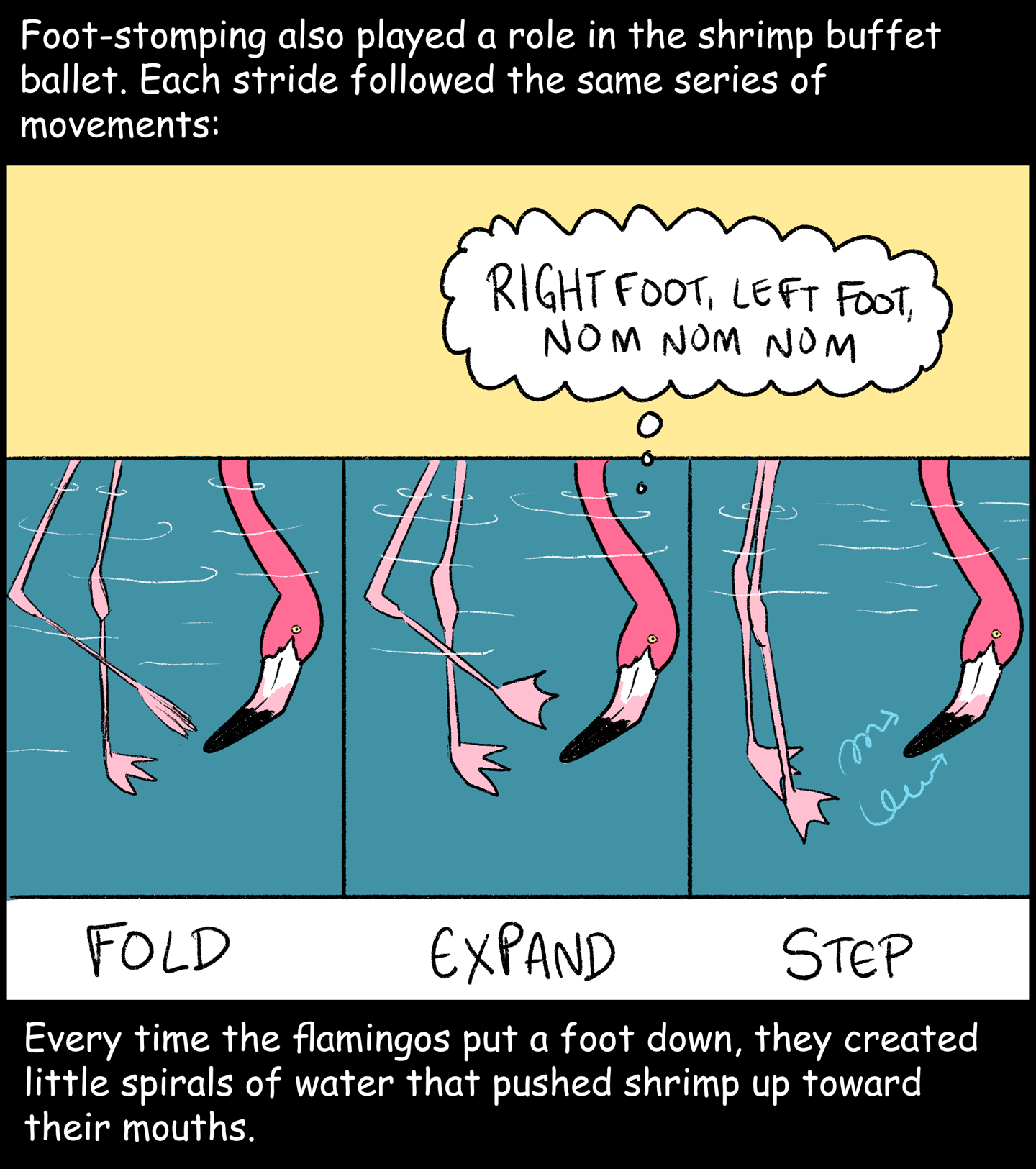 Panel 5: Text (above image): Foot-stomping also played a role in the shrimp buffet ballet. Each stride followed the same series of movements. Image: Three panels show a flamingo in different parts of the foot stomping process. The left panel, titled “Fold,” shows a flamingo folding up its little foot. The middle panel, titled “Expand,” shows the flamingo splaying out its foot. The right panel, titled “Step,” shows the flamingo stamping its feet. The flamingo is thinking, “Right food, left foot, nom nom nom.” Text (below image): Every time the flamingos put a foot down, they created little spirals of water that pushed shrimp up toward their mouths. 
