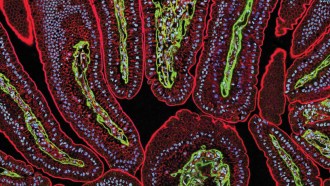 tiny semiconductor particles