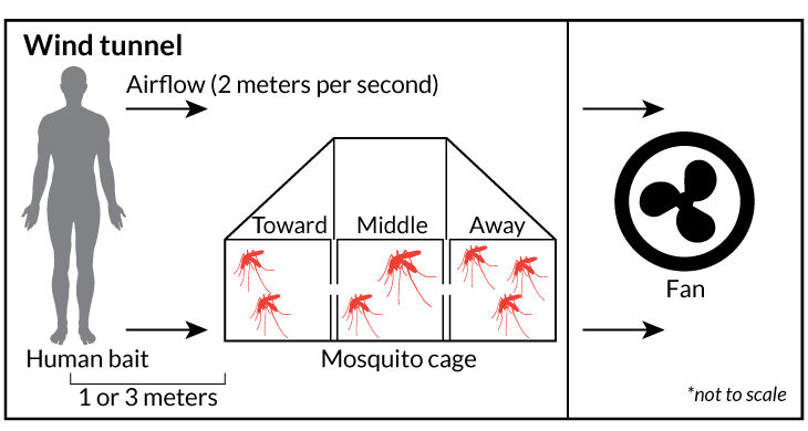 diagram of mosquito experiment