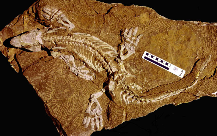 This robot shows how an ancient creature might have walked
