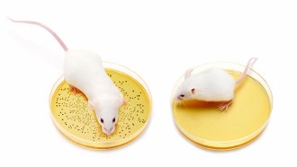 mice germs