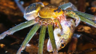 022719_JR_spiders-vertebrates_feat.jpg