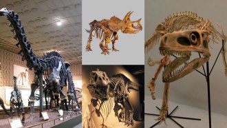 dinosaur skeletons