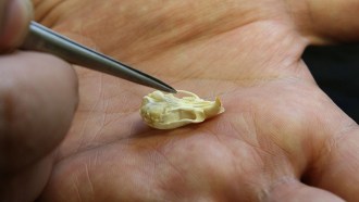 mouse skull