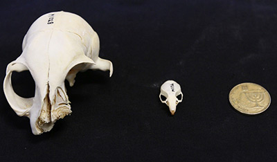 041817_sci_mouse_skulls_free.jpg