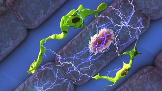 macrophages and heart cells