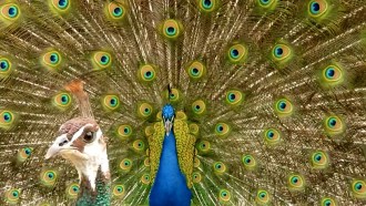 peacock twerk