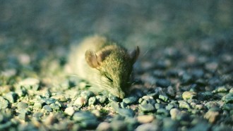 sleeping mouse
