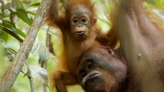 051717_SM_orangutan_main_FREE.jpg