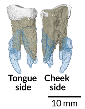 052217_BB_early-hominid_inline_free.png
