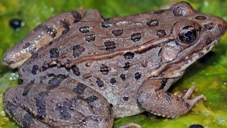 Leopard frog