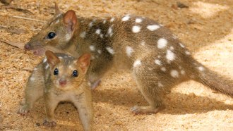 060618_lr_quoll_feat.jpg