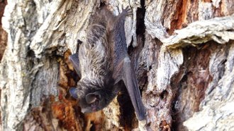 061019_cw_bat-rabies_feat.jpg