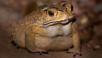 061818_SZ_toads-wild-things_feat.jpg