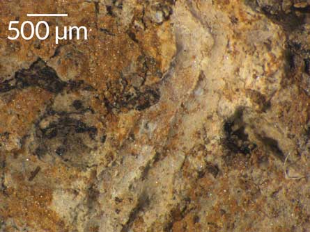 parasite tunnels dinosaur