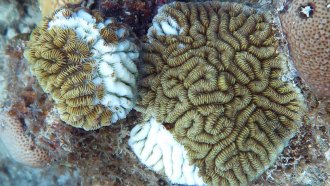 062819_CM_coral-disease_feat.jpg