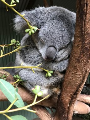 062918_TS_koala-genome_inline_370.jpg