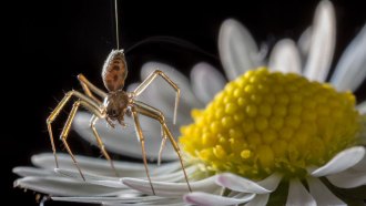 070318_LH_ballooning-spiders_feat.jpg
