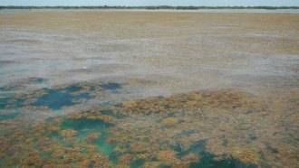 070319_CG_sargassum_feat.jpg