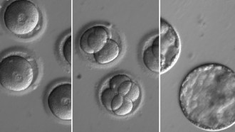 080217_TI_embryo-editing_main.jpg