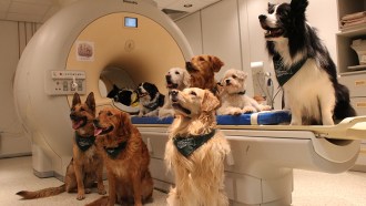 Dog MRI