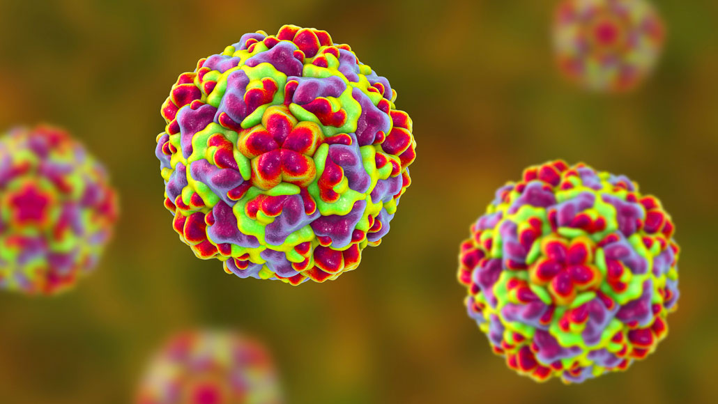 Could disabling one protein cure the common cold?