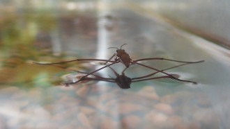 Water Strider