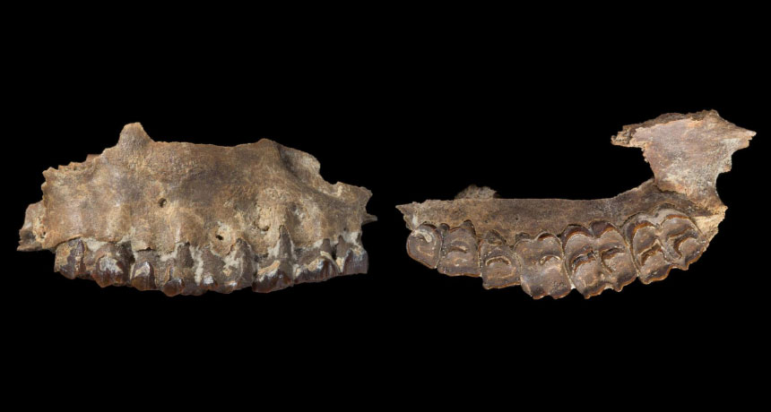 Fossils hint ancient humans passed through a green Arabia