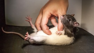 ticklish rat