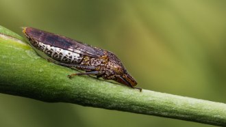112718_EC_pee-flinging-insect_feat.jpg