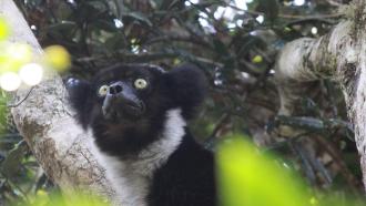 Indri lemur