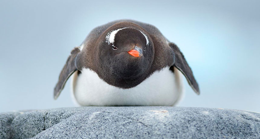 Gentoo penguin