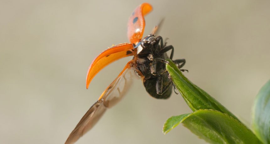 Analyze This: A massive annual insect migration