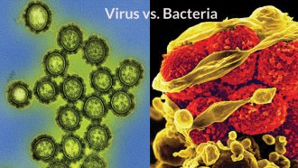 virus vs bacteria