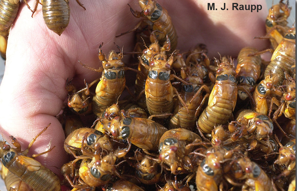 a handful of cicada nymphs