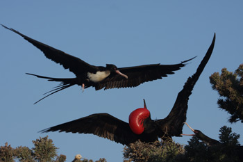 350-frigate-bird-flirting.jpg