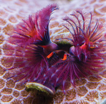 christmas tree worm