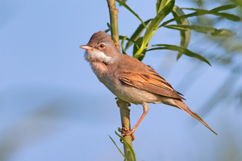 350-inline-1-Common_Whitethroat.png