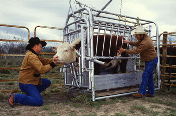 two cowboys have guided a cow into a squeeze chute to check it for ticks